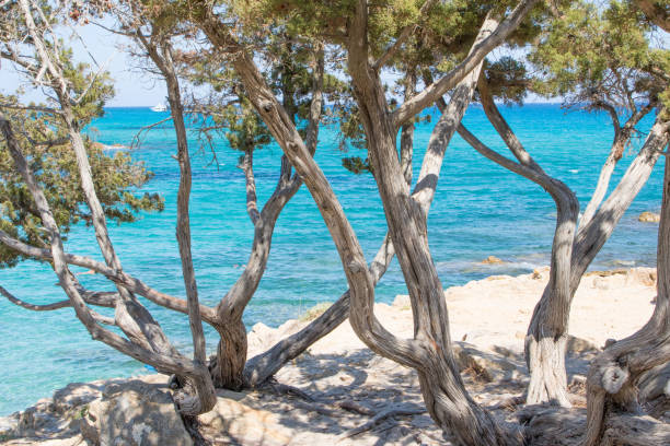 istock Shrubs with a crystal clear sea 1331490873