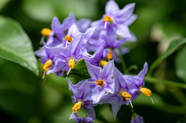 istock Solanum crispum glasnevin, Chilean potato tree 1331491702