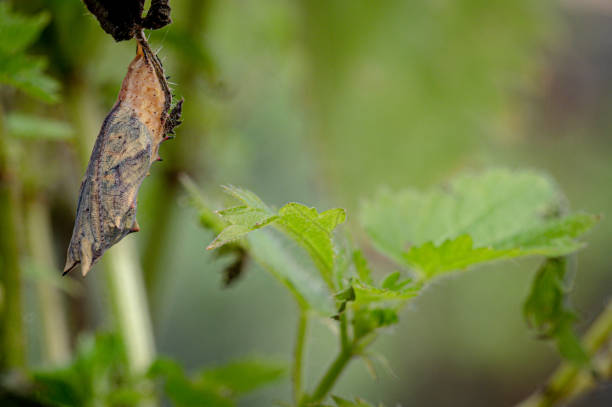 istock Peacock caterpillar, Aglais io 1331491929