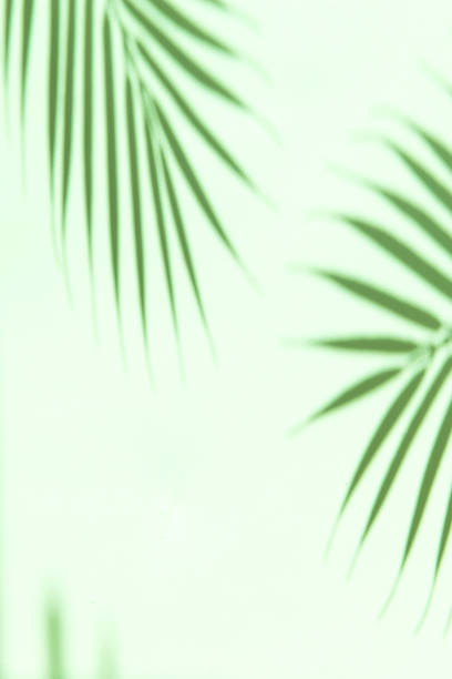 istock Summer vacations background with palm tree leaves shadows 1331491984