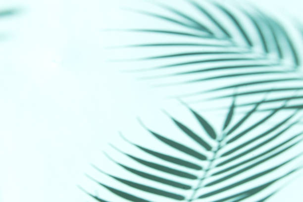 istock Summer vacations background with palm tree leaves shadows 1331491985