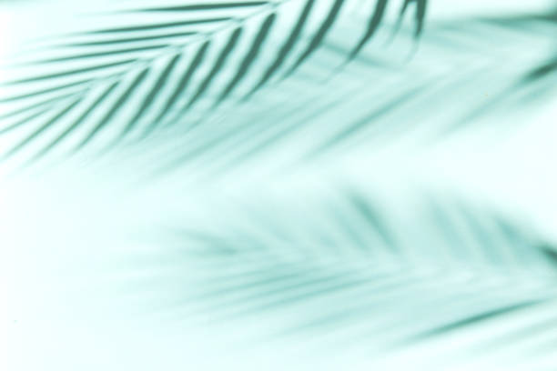 istock Summer vacations background with palm tree leaves shadows 1331491986