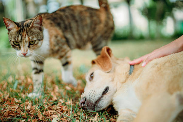istock Dog enjoying the outdoors 1331494764