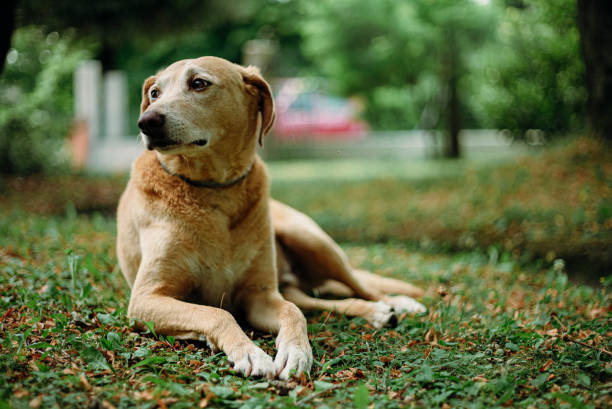 Nice dog portrait. Domestic pet. Beautiful dog looking