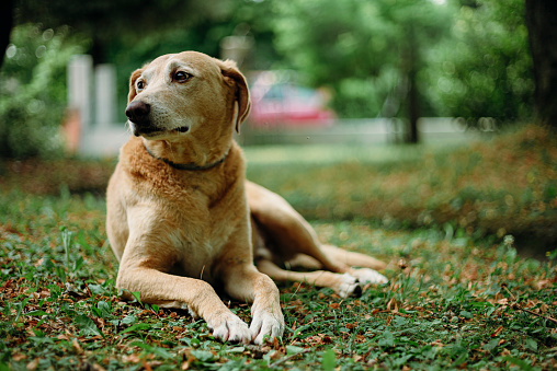 Portrait of a brown furry stray dog on the green grass in the park