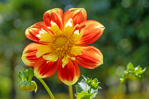 Red colored zinnia, beautiful flower background. High resolution photo. Full depth of field.