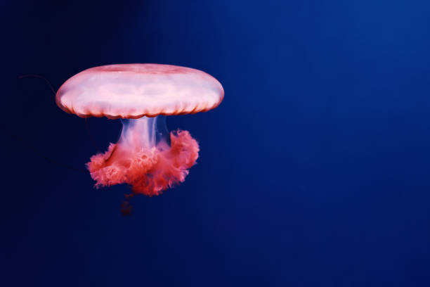 istock Bright red jellyfish on a dark blue background. 1331494879