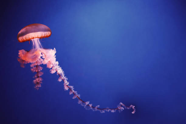 istock Bright red jellyfish on a dark blue background. 1331494883