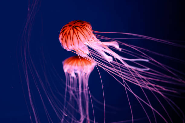 istock Bright red jellyfish on a dark blue background. 1331494884