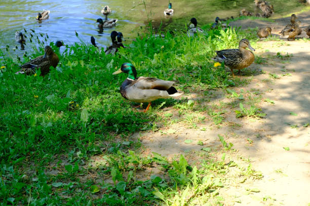istock A grey duck lies on a green lawn. 1331496153