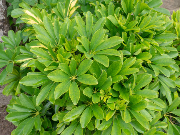 istock Schefflera arboricola or dwarf umbrella tree evergreen shrub plant 1331496186