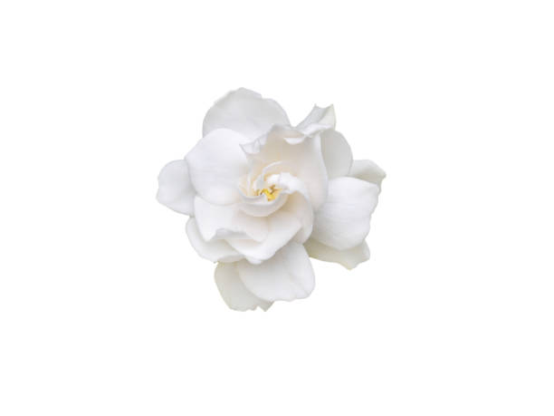 gardenia jasminoides blüte isoliert auf weiß - gardenie stock-fotos und bilder