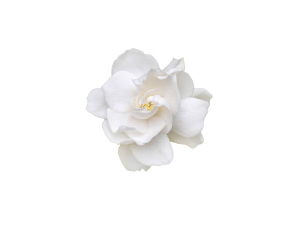 Gardenia jasminoides flower isolated on white