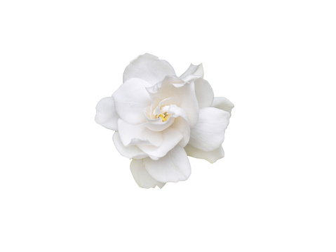 Gardenia jasminoides fragrant flower top view isolated on white