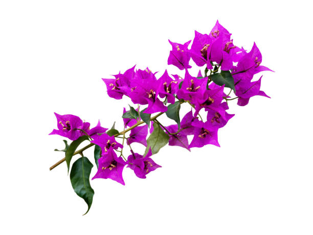 Bougainvillea purple flowers branch isolated on white Bougainvillea bright purple tropical flowers branch isolated on white buganvilia stock pictures, royalty-free photos & images