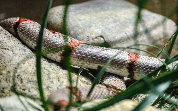 istock snake skin, snake on rocks 1331497210