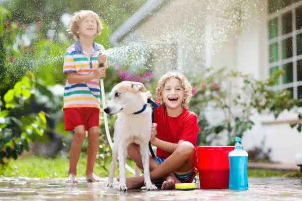 Photo of Kids wash dog in summer garden. Water hose fun.