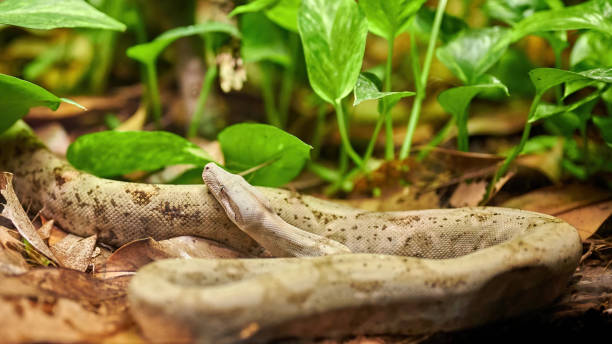 istock Pretty snake with its head resting on its long body 1331498300