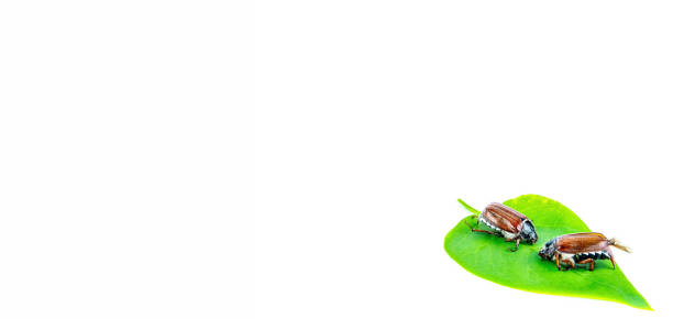 istock Two insects of Melolontha beetle on a green leaf of a tree. 1331499306