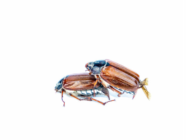 istock Two insects beetle Melolontha on a white background. 1331499309