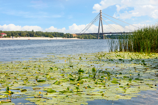 Thickets of yellow water lilies and reeds near the river bank in a summer landscape against the backdrop of the North Bridge in Kyiv.