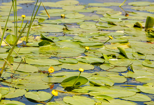 Thickets of yellow water lilies close-up near the river bank in a summer landscape.