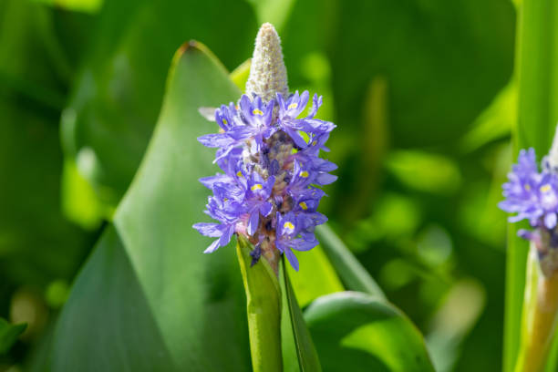 istock Pickerel weed (pontederia cordata) flower 1331500438