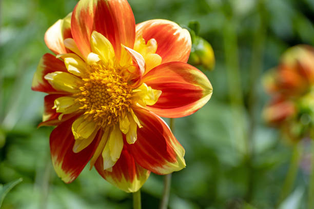 istock Beautiful Dahlia Flower 1331500548