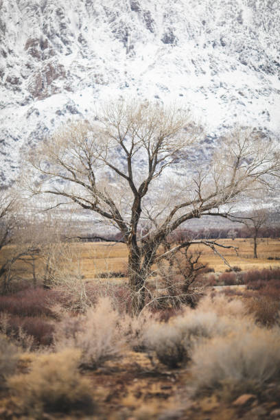 The mountains disappear into the clouds as winter storms continue to roll through the Sierra Nevada Mountains near Round Valley. Trees and shrubs, normally a vibrant green in the warmer months, hibernate across the valley floor. Image taken near Round Valley, Ca. las montañas desaparecen en las nubes a medida que las tormentas de invierno continúan rodando a través de las montañas de sierra nevada cerca de round valley. los árboles y arbustos, normalmente un verde vibrante en los meses más cálidos, hibernan
