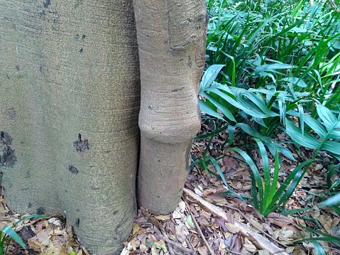 Trunk Tree in the forest