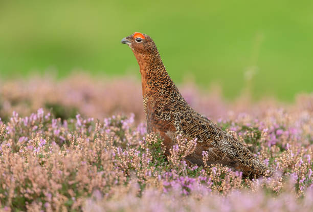 istock Red Grouse Male with flared red eyebrows stood in blooming purple heather.  Facing left. 1331503446