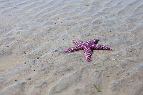 A Ochre Starfish (Purple sea star) found on a beach stock photo