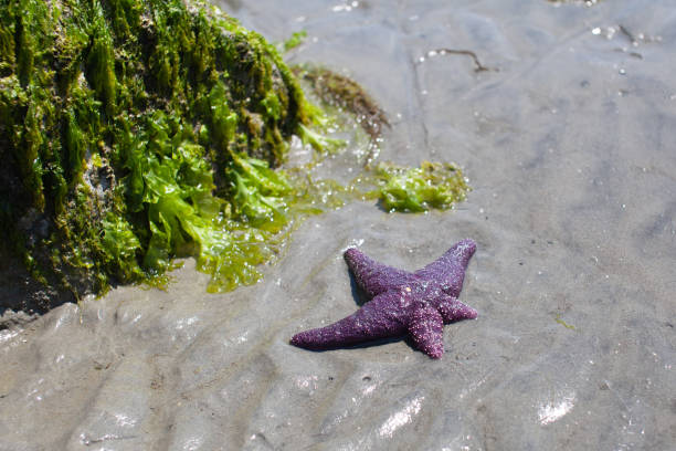 rozgwiazdy ochre (fioletowa gwiazda morska) znalezione na plaży - ochre sea star zdjęcia i obrazy z banku zdjęć