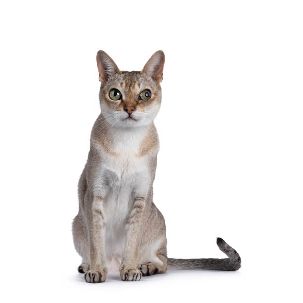 chat singapura senior sur fond blanc - agouti animal photos et images de collection