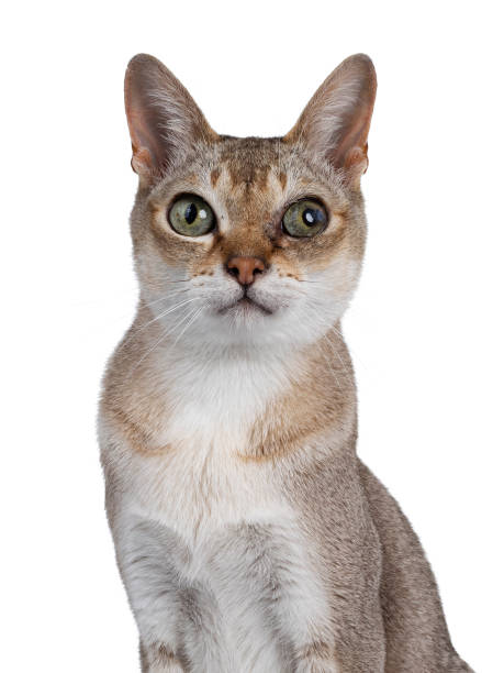 gato singapura sênior no fundo branco - agouti - fotografias e filmes do acervo