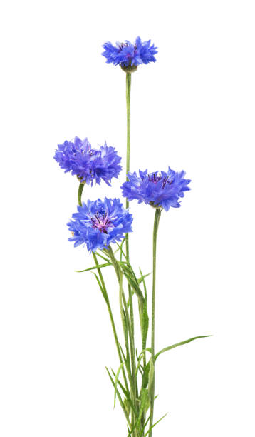 istock Bouquet of blue cornflowers isolated on white background. Selective focus 1331506587