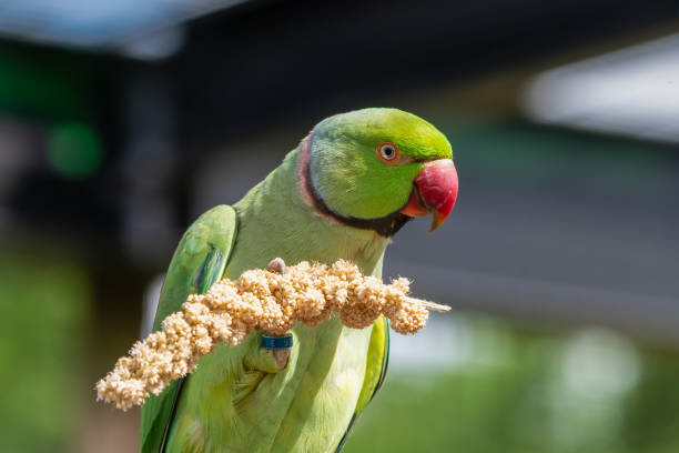 istock Ring-Necked Parakeet Feeding on Millet 1331507615