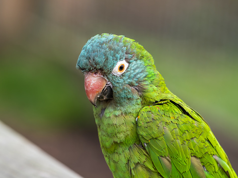 Macaw parrot sitting on tree branch and nature background.