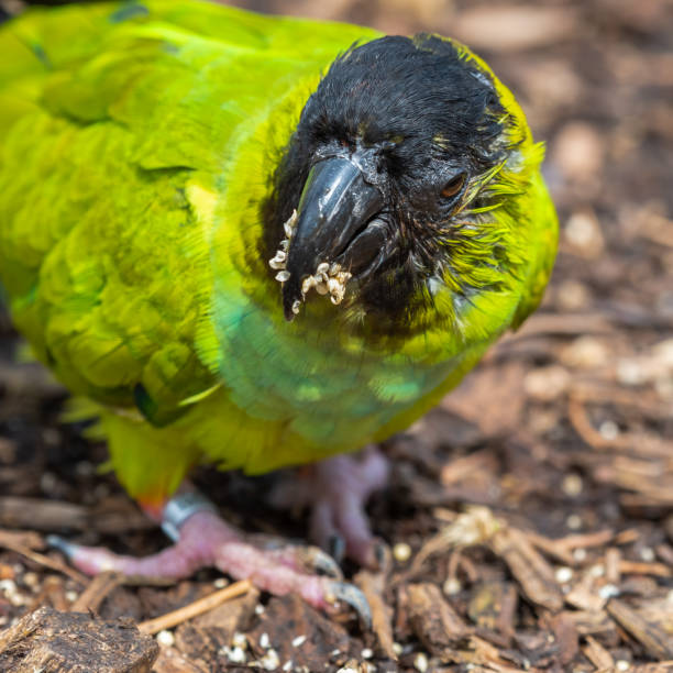 Nanday Condor Nanday Conure Stock Photos, Pictures & Royalty-Free Images - iStock