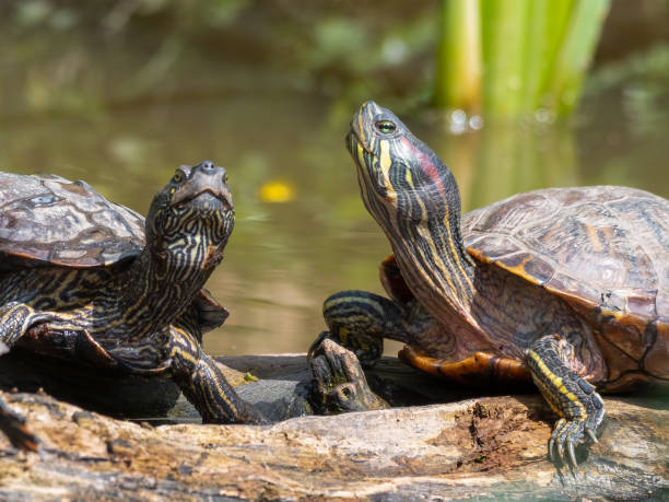 Red Eared Slider Soaking up the Sun Red Eared Slider Soaking up the Sun coahuilan red eared turtle stock pictures, royalty-free photos & images