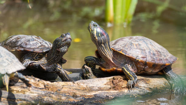 istock Red Eared Slider Soaking up the Sun 1331507835