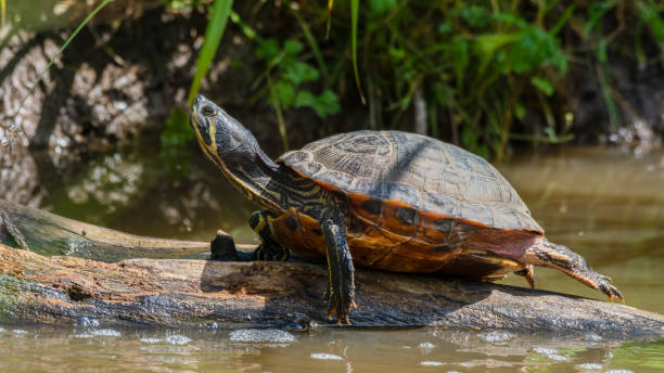 istock Red Eared Slider Soaking up the Sun 1331507842
