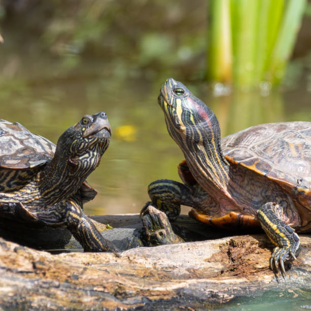 istock Red Eared Slider Soaking up the Sun 1331507860