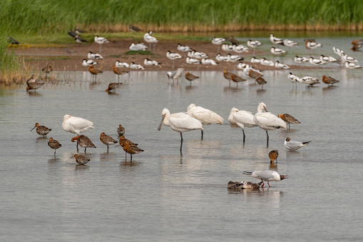 Spoonbills, Godwits, Pied Avocets, Lapwings and Gulls all Together