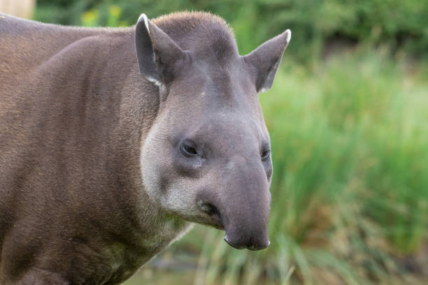 Adult Male Brazillian Tapir Adult Male Brazillian Tapir tapirus terrestris stock pictures, royalty-free photos & images