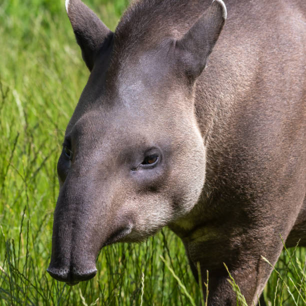 Adult Male Brazillian Tapir Adult Male Brazillian Tapir tapirus terrestris stock pictures, royalty-free photos & images