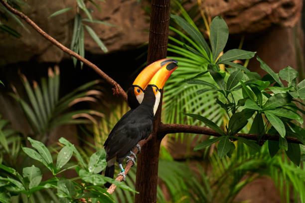 Pair of Toco Toucan perched on a tree branch