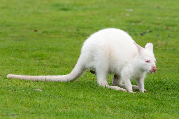 istock Young Albino Wallaby Standing on Grass 1331508591