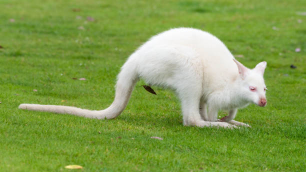 istock Young Albino Wallaby Standing on Grass 1331508623