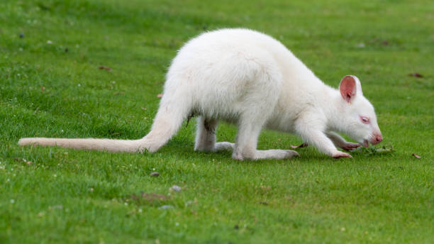istock Young Albino Wallaby Standing on Grass 1331508652